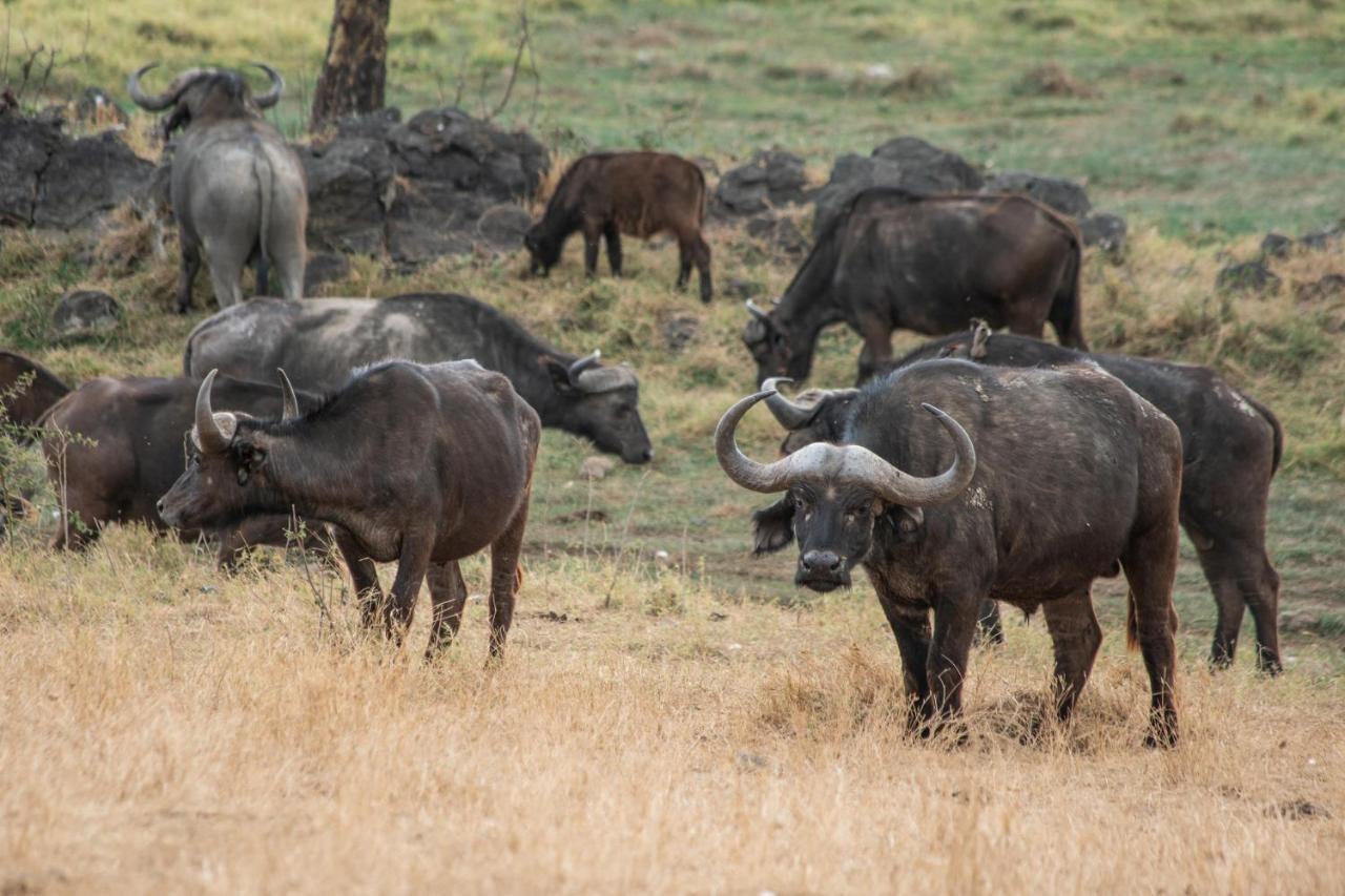Sarova Lion Hill Game Lodge ناكورو المظهر الخارجي الصورة