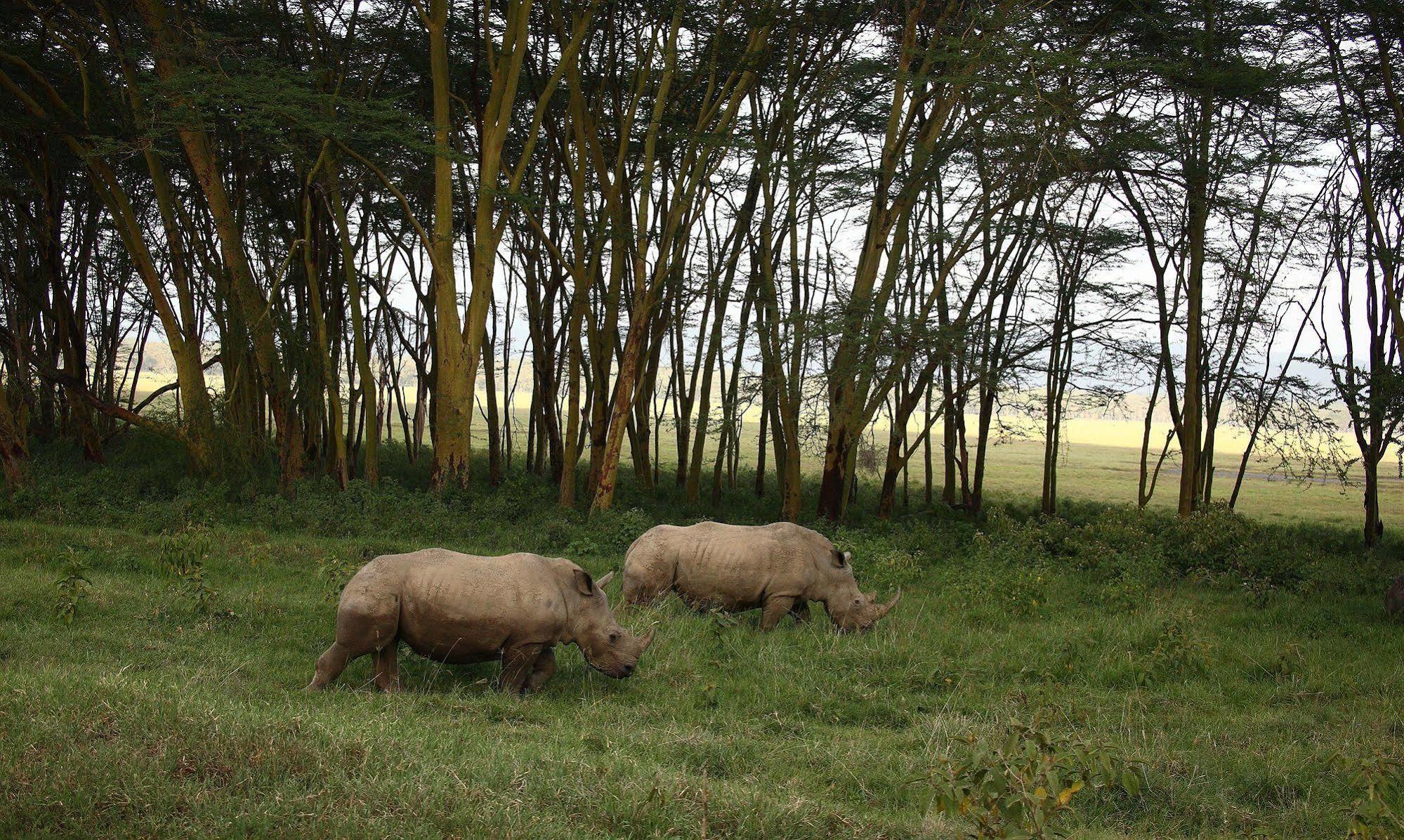 Sarova Lion Hill Game Lodge ناكورو المظهر الخارجي الصورة